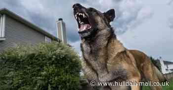 Two charged after two dogs behaved dangerously in Hull street causing injury