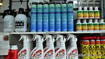 Is Britain at risk of its own bed bug plague? Freakish outbreak ravaging Paris sparks crisis meetings after official warns 'no-one is safe'