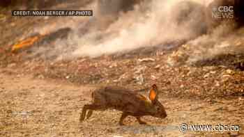 Wildlife can experience same symptoms from smoke as humans, while plants can see harms and benefits