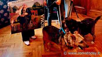 “L’amore non ha età”: al via la campagna per le adozioni di cani e gatti anziani