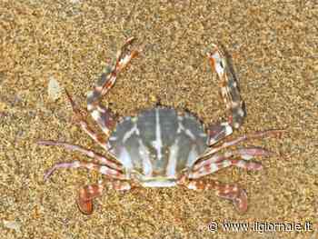 Occhio alla nuova "specie aliena". Cos'è il "granchio crocifisso"