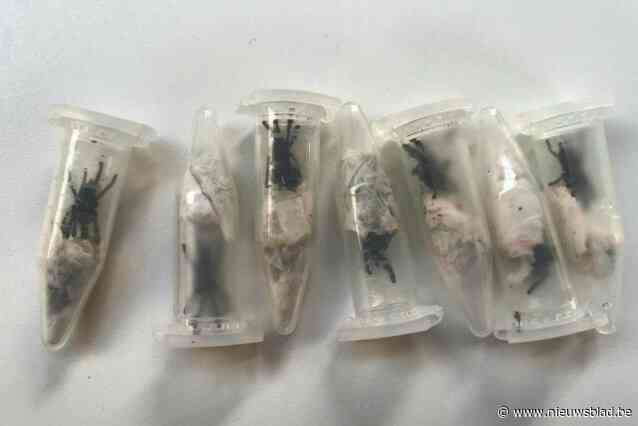 Vlaamse bestelt stuk voor motor... maar krijgt zeven levende vogelspinnen in de plaats