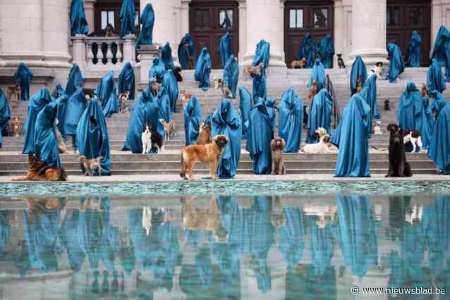 Meer dan honderd fotogenieke hondjes poseren voor KMSKA: “Prachtige uitstap op Werelddierendag”