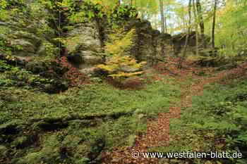 Nationalpark Egge: Studierenden der TH OWL kritisieren Kreis Höxter