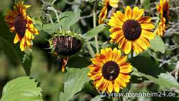 Sonnenblumen im Oktober schneiden und Kerne ernten 