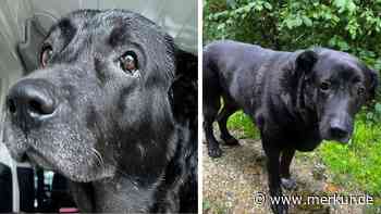 Besitzer will Hündin Shila einschläfern lassen, weil er keine Lust mehr auf sie hat