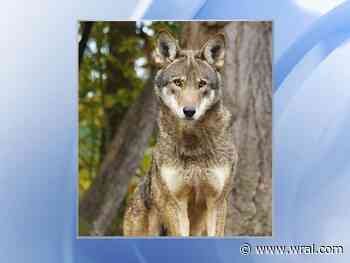 Lawsuit challenges classification of wild red wolves as 'nonessential'