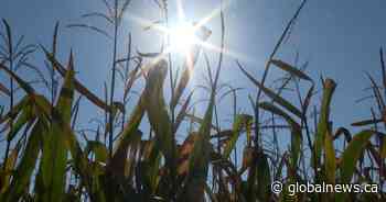 Kingston-area farmers assess their crops as end of season approaches