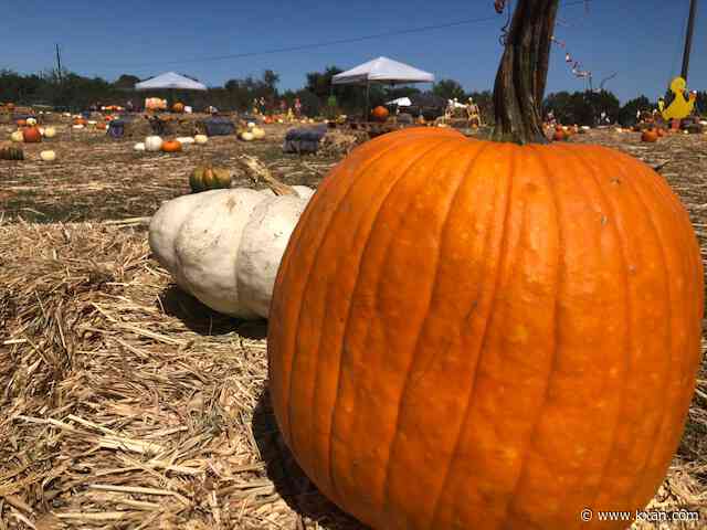 Excessive heat, drought hindered Texas' pumpkin crops this season