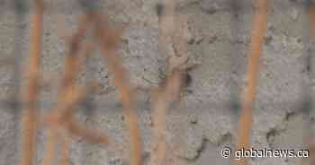 Hot, dry conditions ideal for boxelder bug infestations