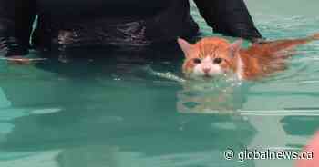 Peaches the fat swimming cat from Edmonton makes splash on TikTok