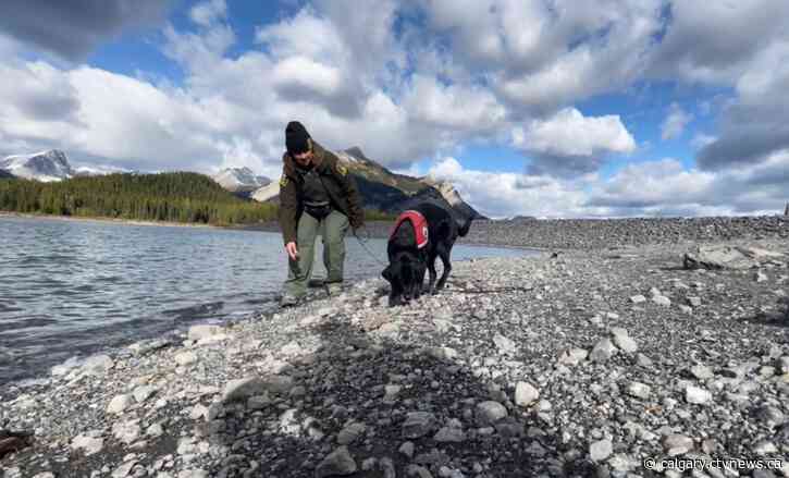 Sniffing out invasive species: Alberta's canine conservationists are on the job