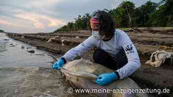 Rettungsaktion für Flussdelfine im Amazonasgebiet läuft an