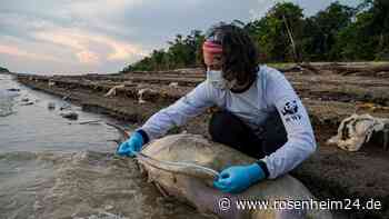 Rettungsaktion für Flussdelfine im Amazonasgebiet läuft an