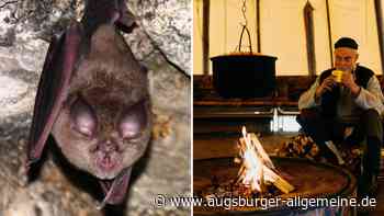 Märchen am Lagerfeuer und Infos über Fledermäuse: So wird das Wochenende