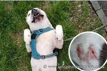 Pet owner’ issues warning after dog attacked in Darwen
