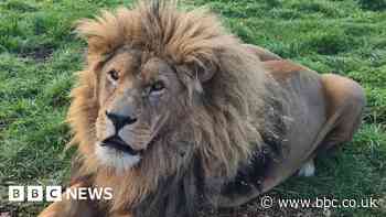 Simba, Yorkshire Wildlife Park's 14-year-old lion, dies