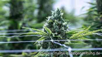 Urteil: Krankenkasse muss Medizin-Cannabis nicht zahlen