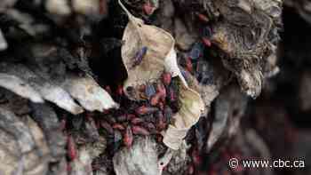 Battle of the box elder bugs: what to do when the stinky, messy houseguests move in