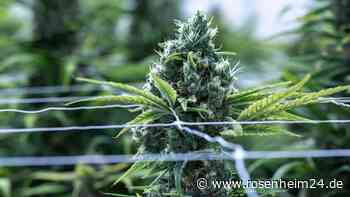 Urteil: Krankenkasse muss Medizin-Cannabis nicht zahlen