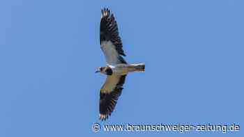 Luftakrobat mit Seltenheitswert: Kiebitz „Vogel des Jahres“