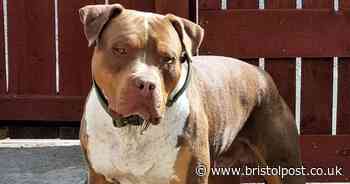 Massive XL Bully named 'Titan' that mauled dog walker weighing just 8st to death