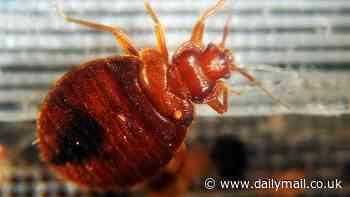 Bed bug plague could be headed for Britain: Freakish outbreak ravaging Paris sparks crisis meetings after official warns 'no-one is safe'