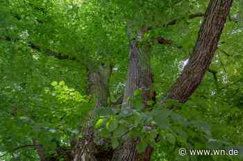 Alte Linde an der Promenade wird gefällt