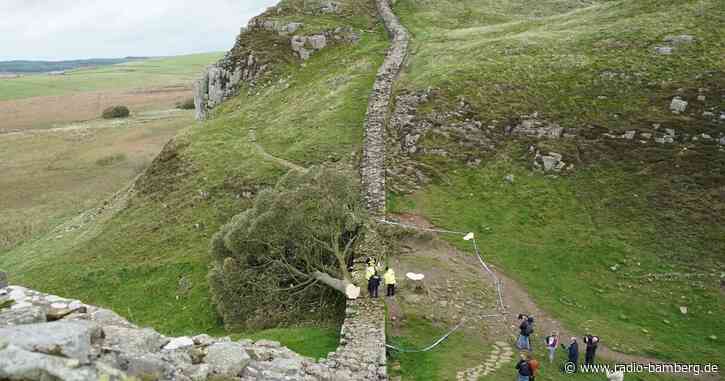 Hadrianswall bei illegalem Fällen von Baum beschädigt