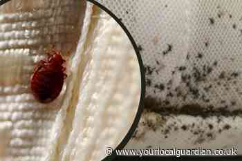Bed bugs in the UK: Signs, bite symptoms, how to prevent and get rid