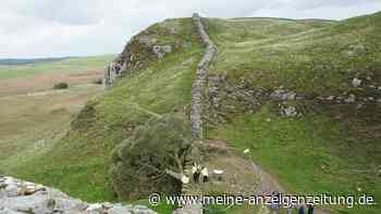 Hadrianswall bei illegalem Fällen von Baum beschädigt