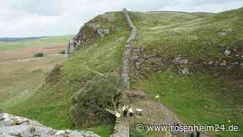 Hadrianswall bei illegalem Fällen von Baum beschädigt