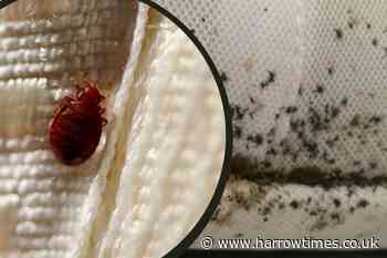 Bed bugs in the UK: Signs, bite symptoms, how to prevent and get rid