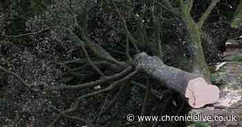 Hadrian's Wall 'sustained some damage' after Sycamore Gap tree felled in Northumberland