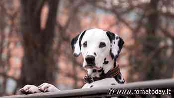 Pet Carpet Film Festival e Anas alla Casa del Cinema di Roma