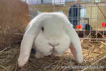 Flauschig und gefiedert: Kleintierzüchter in Werther plagt eine Sorge