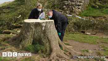 Sycamore Gap tree: The story so far