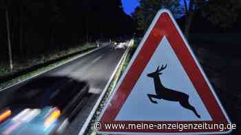 Diese drei Dinge sind nach einem Wildunfall tabu