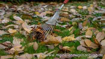 Aufräumen, Düngen, Nachsäen – so wird Ihr Rasen fit für den Winter