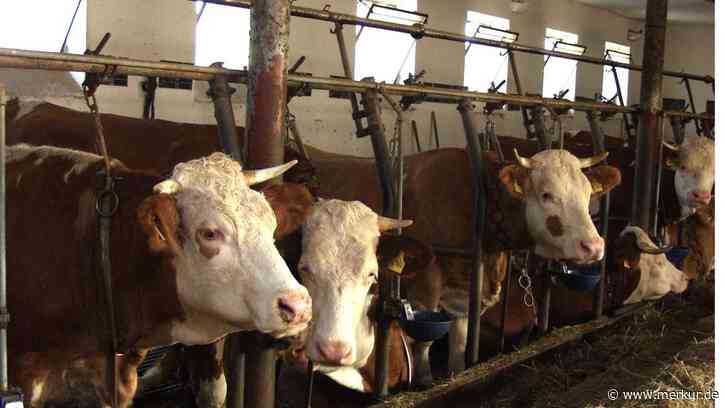 Allgäuer Tierskandal: Überraschende Wende vor Beginn des dritten Verfahrens