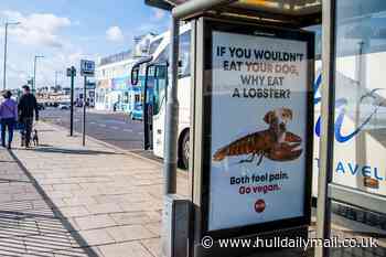 PETA compares lobsters to dogs in new posters put up in Bridlington - the shellfish capital of Europe