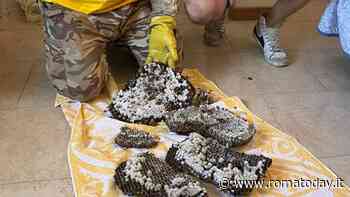 Vespe orientalis, rimosse 300 regine: “Erano nel nido più grande dell’anno”