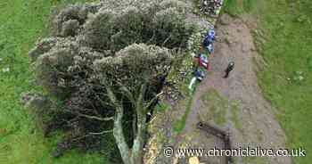 Sycamore Gap one week on: Suspects remain on bail as police leave scene of iconic tree's destruction