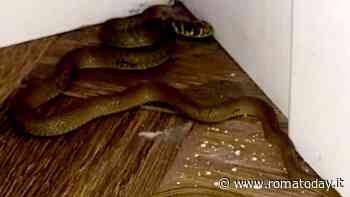 Un serpente in corridoio, catturato un “saettone”: si era introdotto in un appartamento
