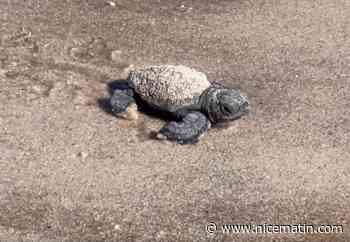 Des bébés tortues rejoignent la mer à Hyères: il s'agit d'un nouveau nid découvert sur le littoral varois