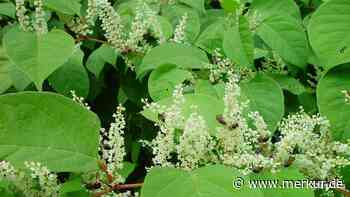 Ätzend und ansteckend: Invasive Pflanzen- und Tierarten werden im Landkreis mehr und mehr heimisch