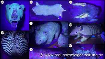 Unter Schwarzlicht: Forscher machen erstaunliche Entdeckung