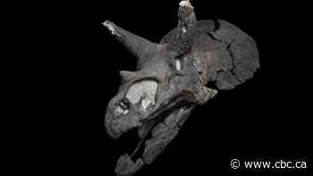 Canada's biggest and best triceratops skull on display in Alberta