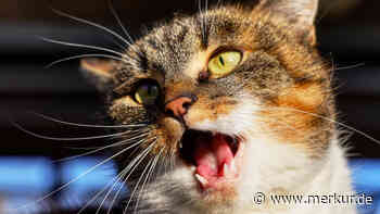 Wie viele Zähne hat eine Katze? Das Geheimnis hinter dem Lächeln Ihres Stubentigers