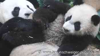 Panda-Show im Zoo von Singapur